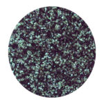 13 - Bernovich Sparkle